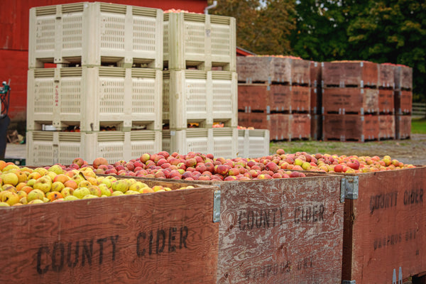 The County Cider Harvest